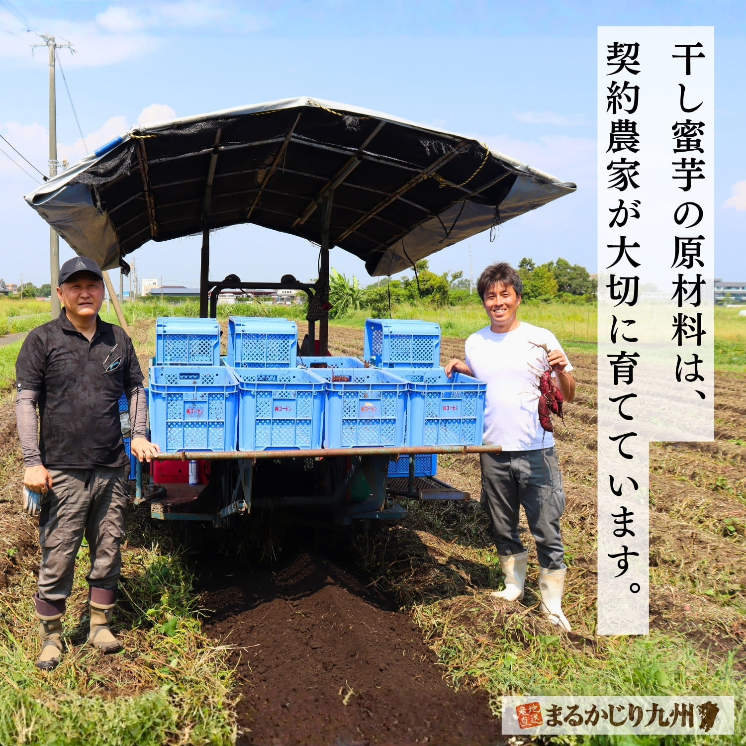 鹿児島県で紅はるかを栽培する契約農家