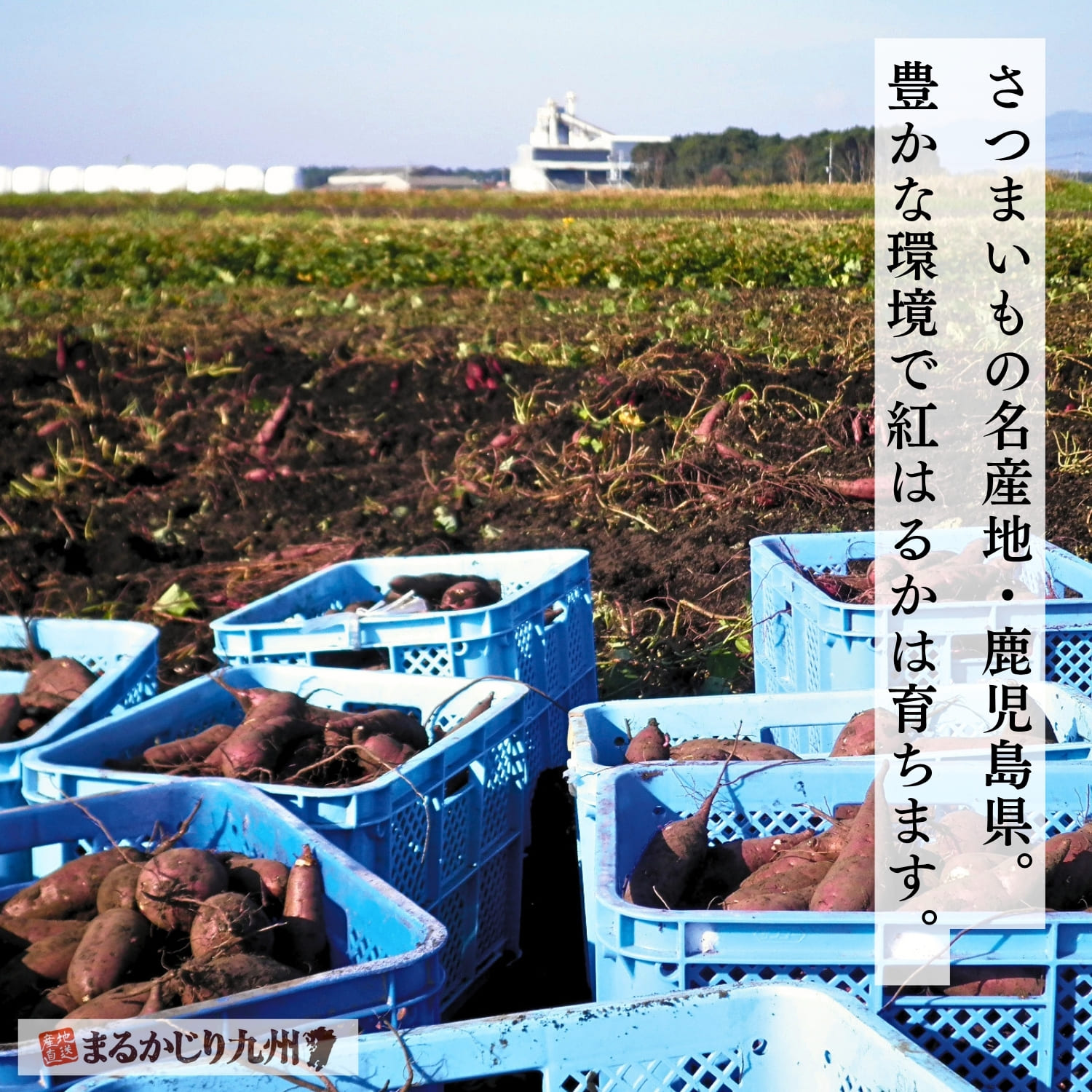 鹿児島県産紅はるかを育てるさつまいも畑