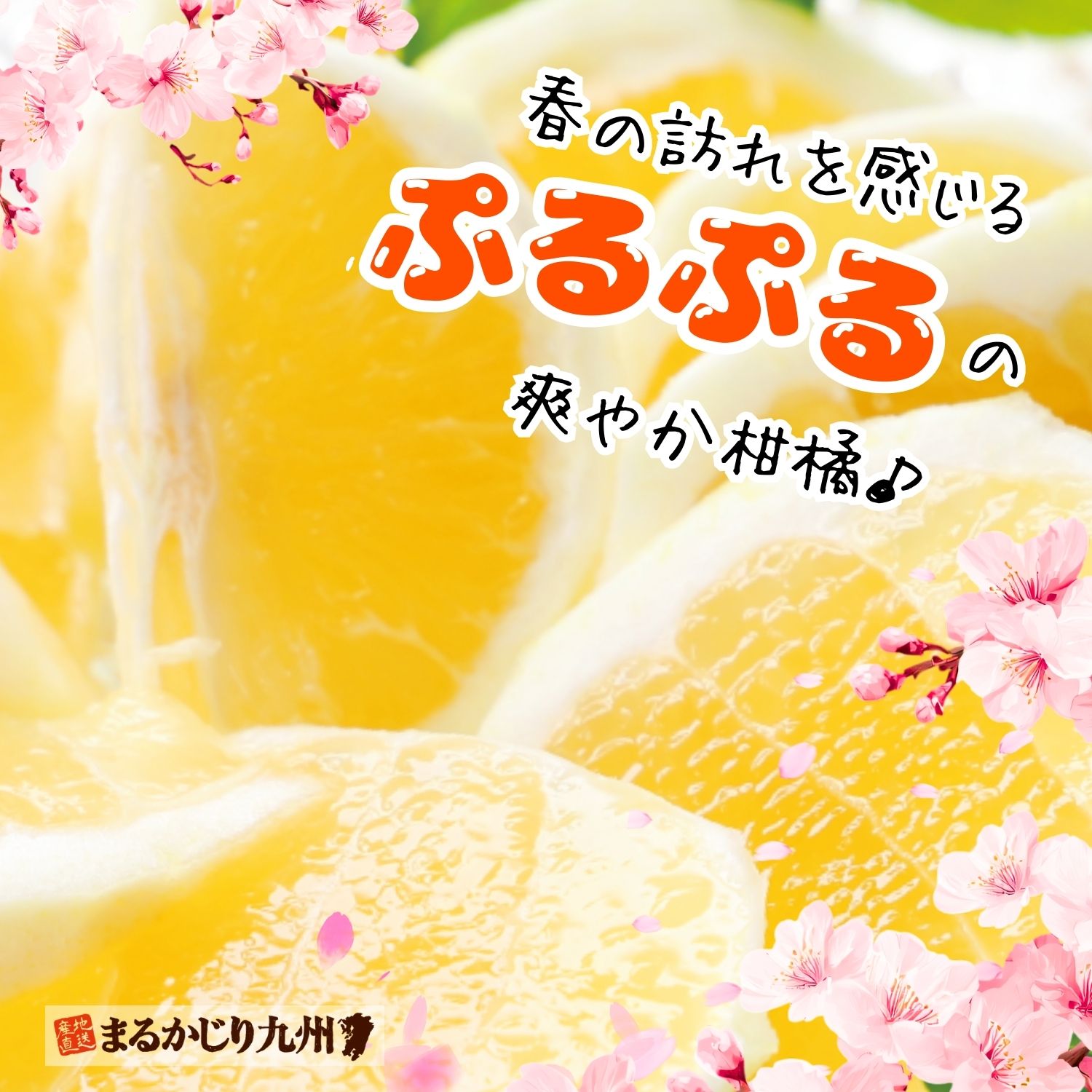 プルプルのゼリーのような果肉はスッキリジューシーな味わい