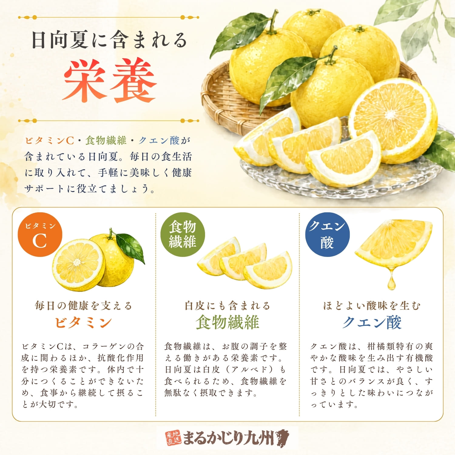 日向夏に含まれるビタミンCや食物繊維などの栄養を紹介したインフォグラフィック