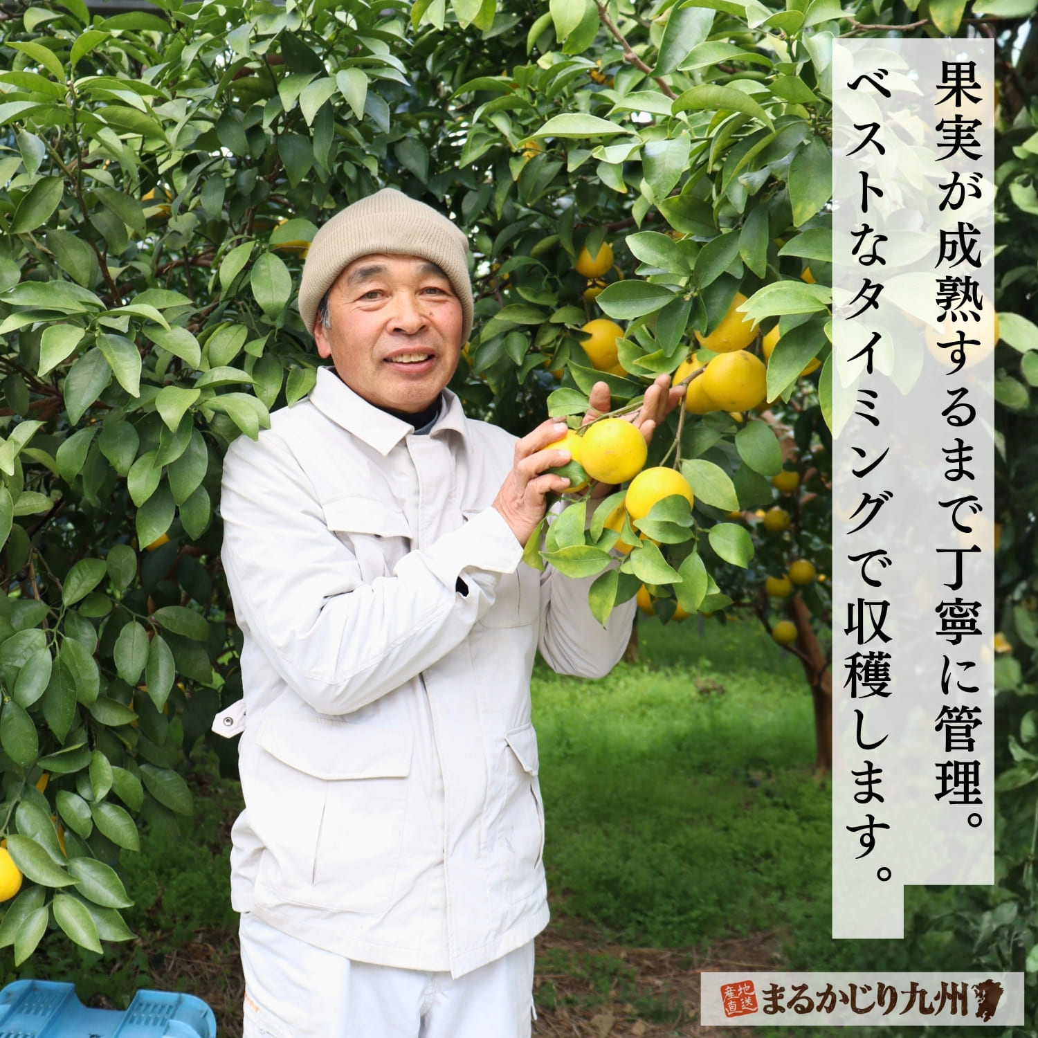 宮崎県日南市で栽培される種なし日向夏