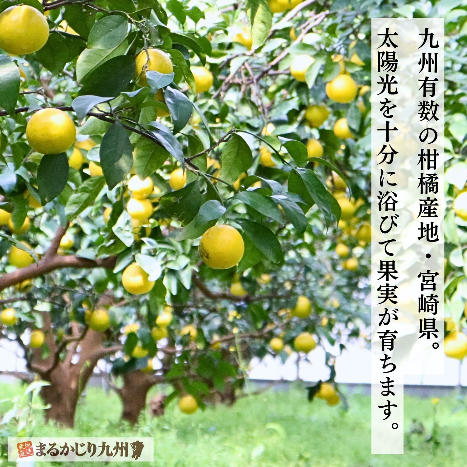 宮崎県の日向夏畑と柑橘園の風景