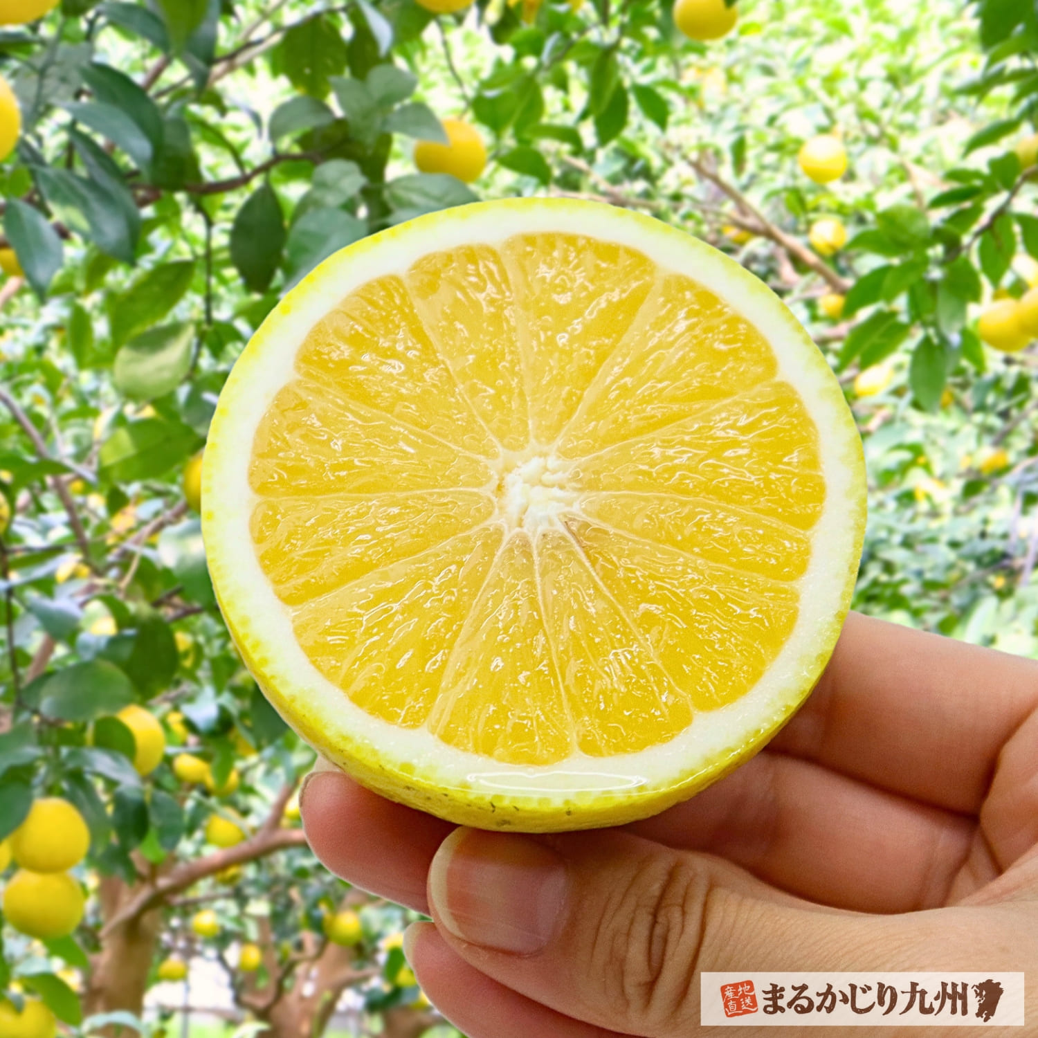 宮崎県産の種なし日向夏を産地直送
