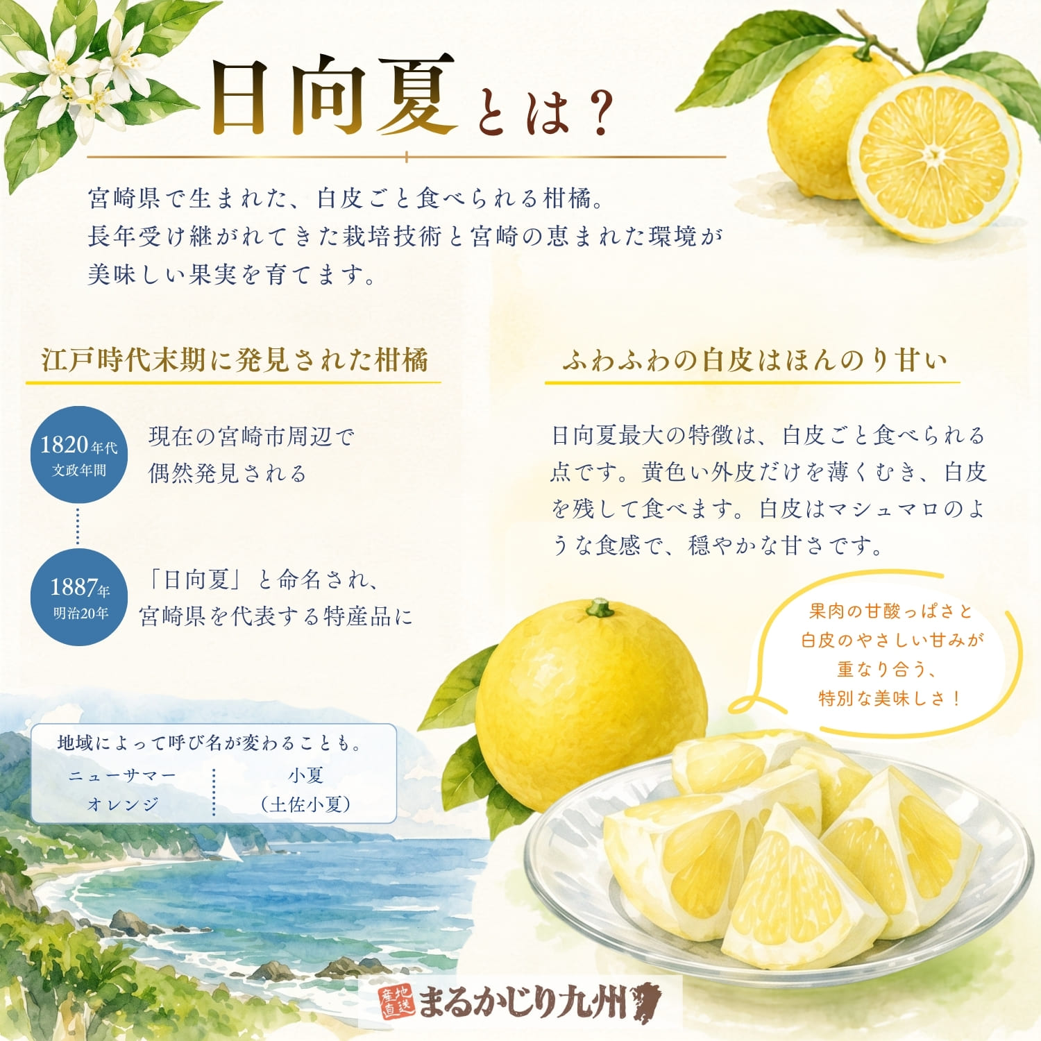 種なし日向夏の特徴を紹介したインフォグラフィック