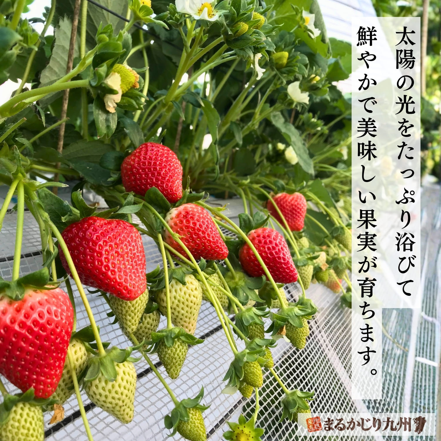太陽の光をたっぷり浴びて育つ佐賀県産いちごさん