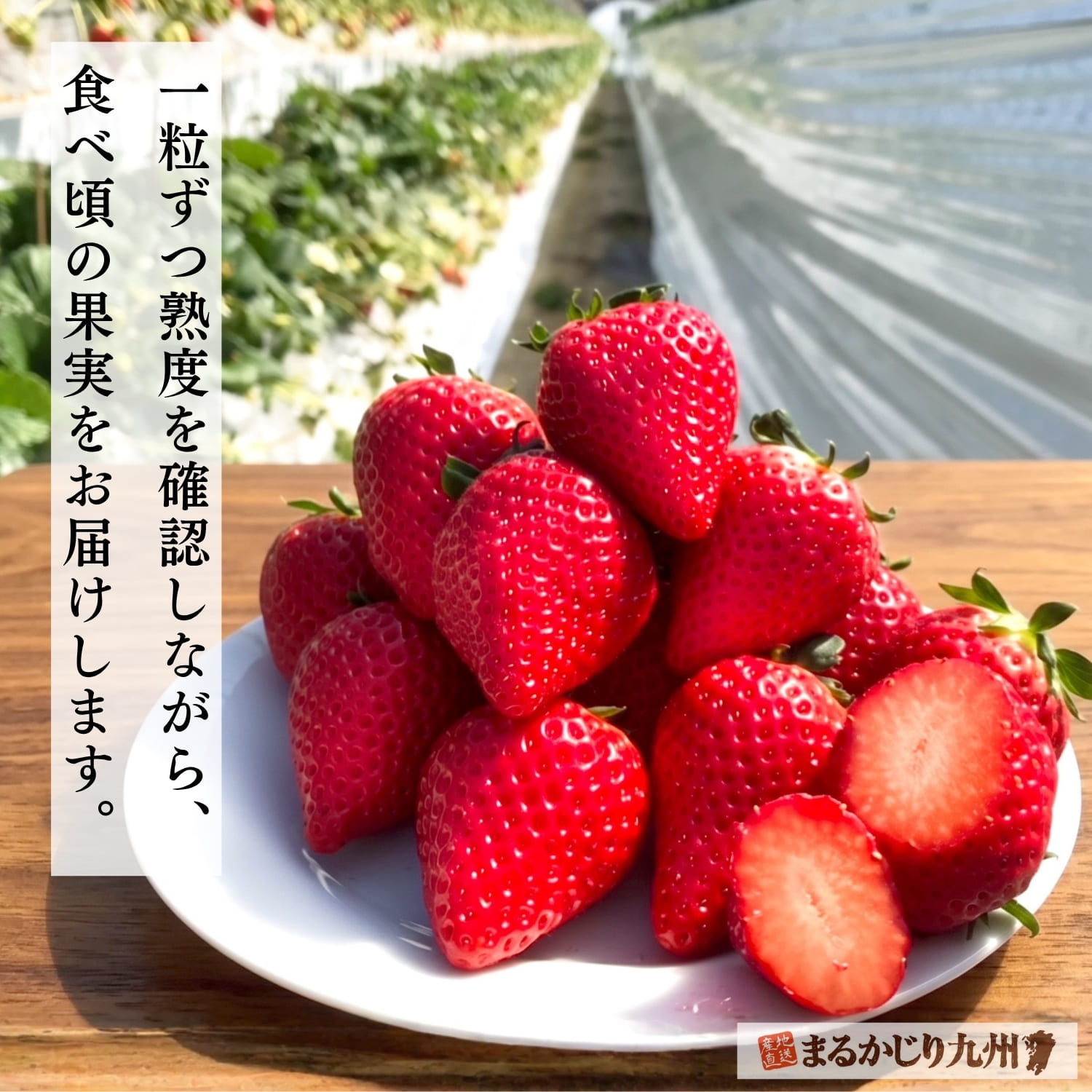 収穫期を迎えた佐賀県産ブランドいちご「いちごさん」