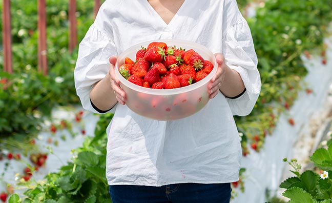 一粒一粒丁寧に育てたおいしい「いちごさん」をお届けします。