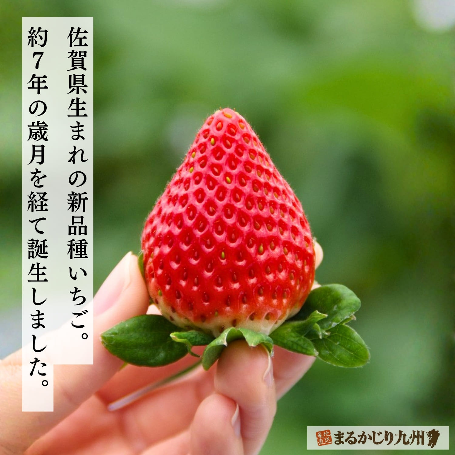 佐賀県の自然豊かな環境で栽培されるブランドいちご「いちごさん」