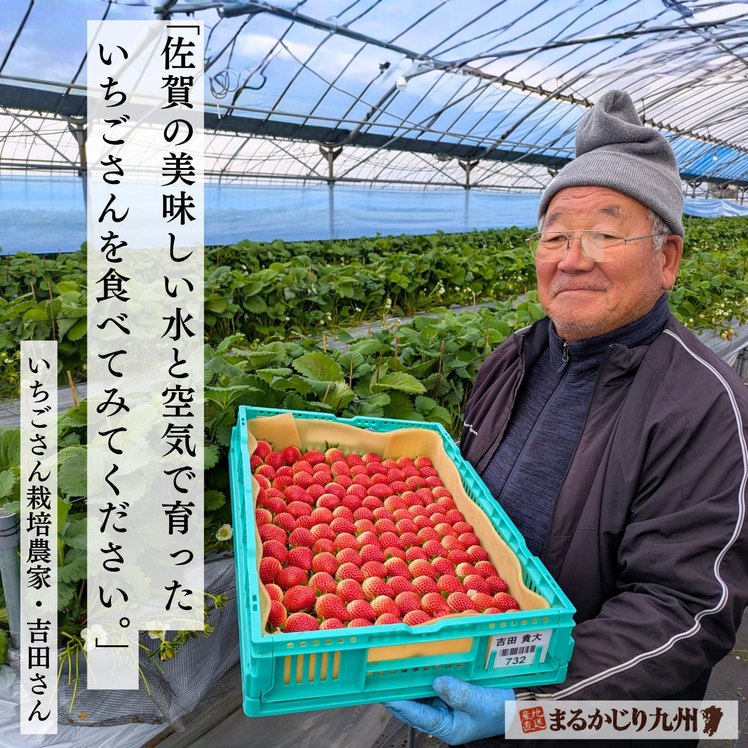 佐賀県でいちごさんを栽培する契約農家の吉田貴大さん