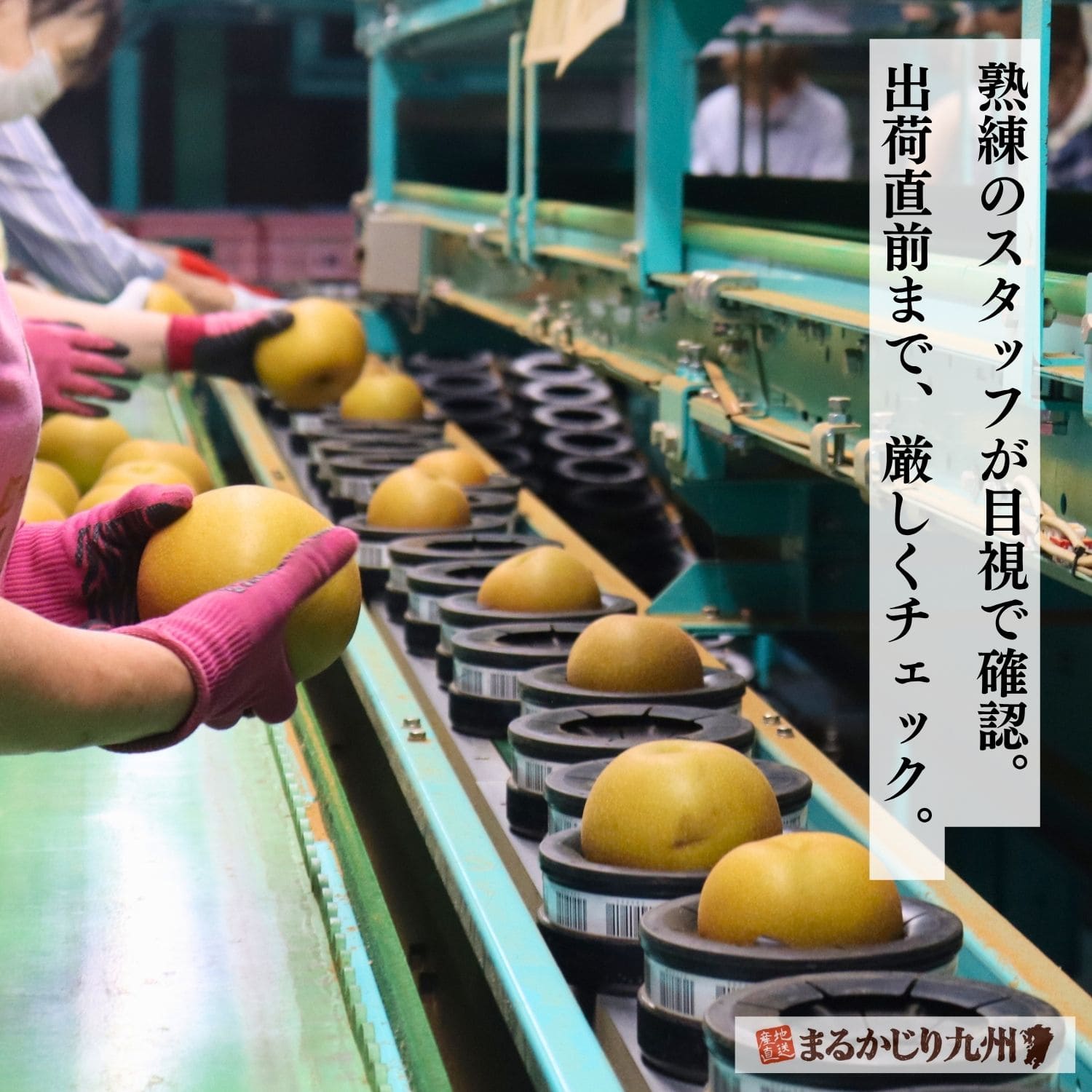伊万里の選果場で光センサーによる糖度測定とスタッフによる目視選別が行われるあきづき梨