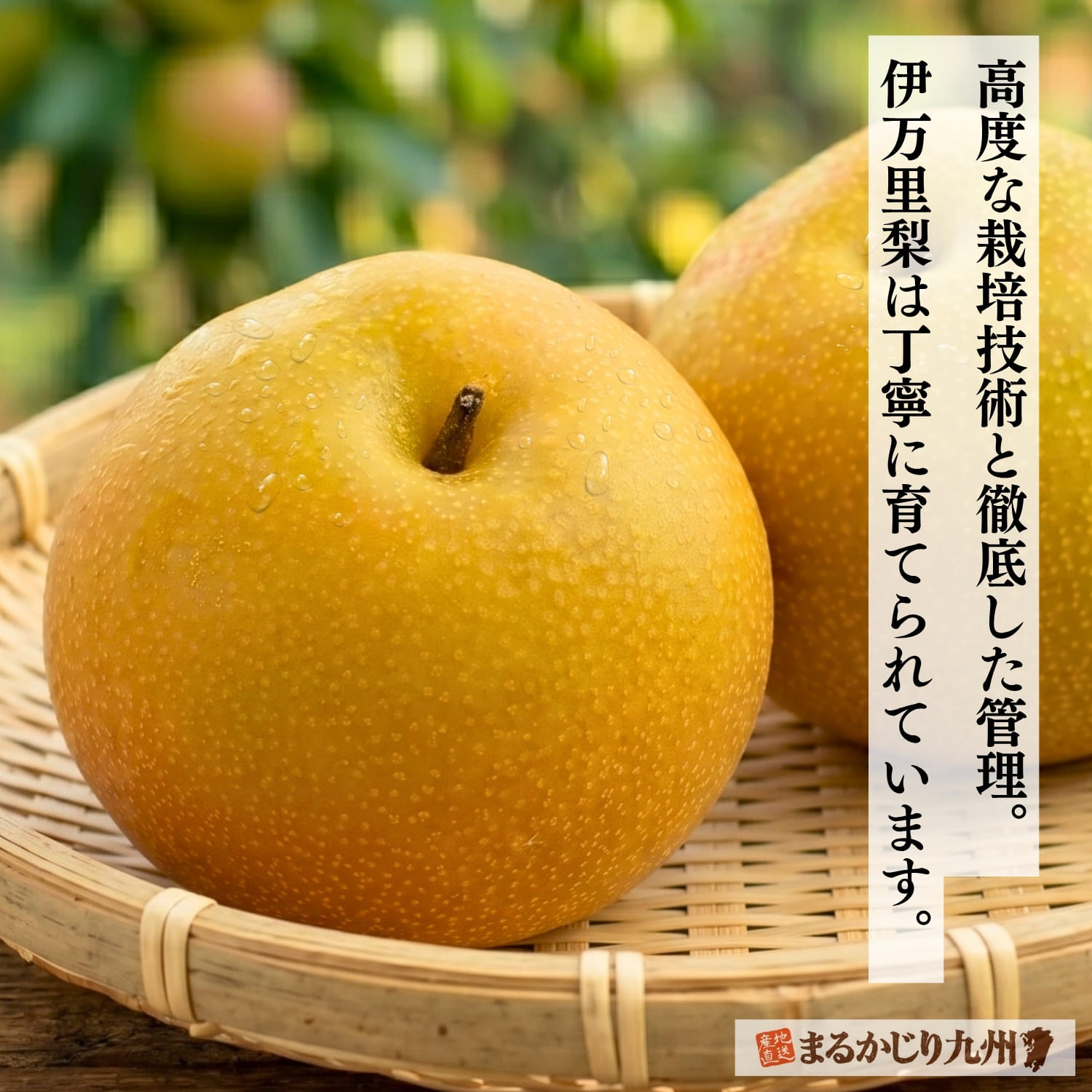 伊万里産豊水梨の丸ごとの果実