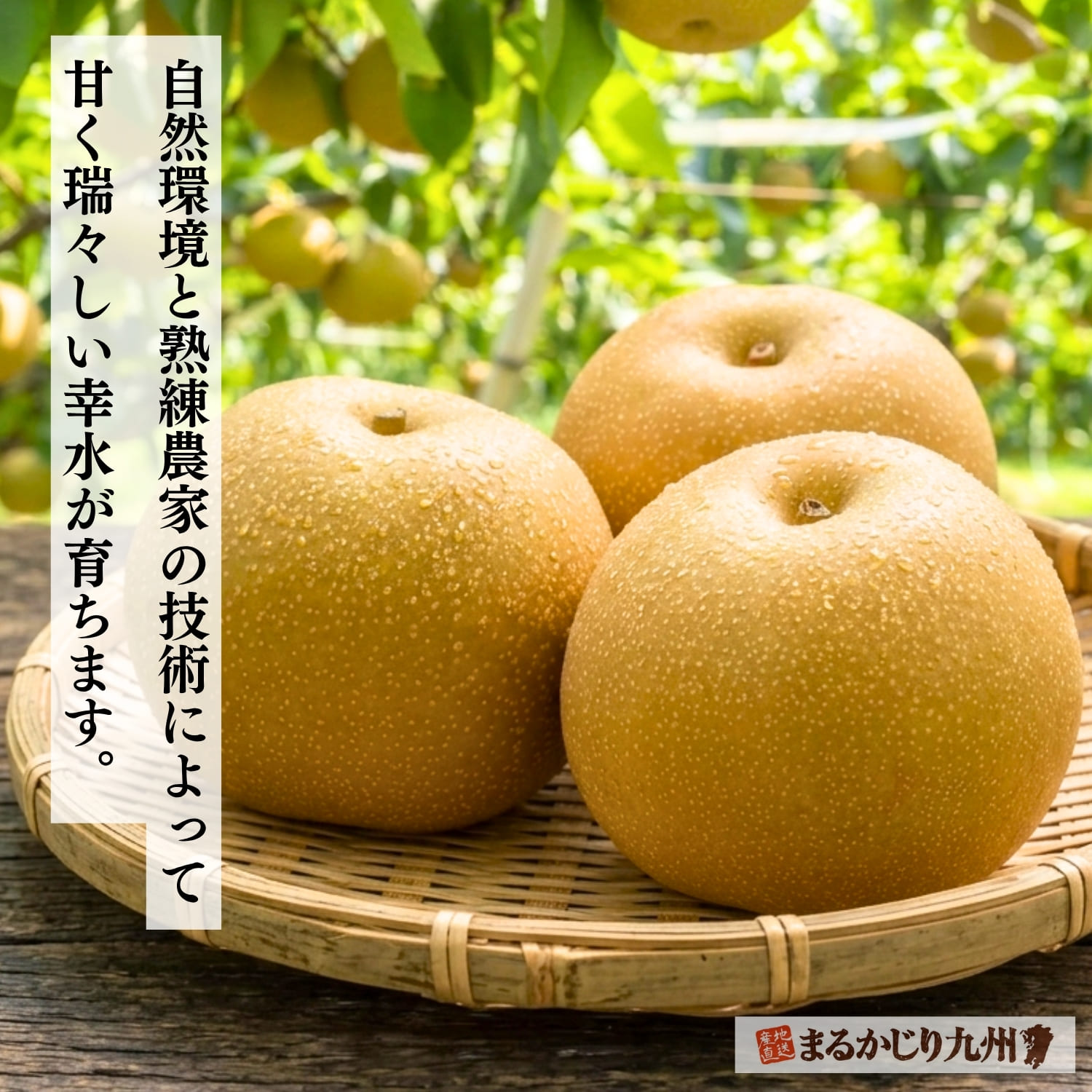 収穫された瑞々しい伊万里産幸水梨