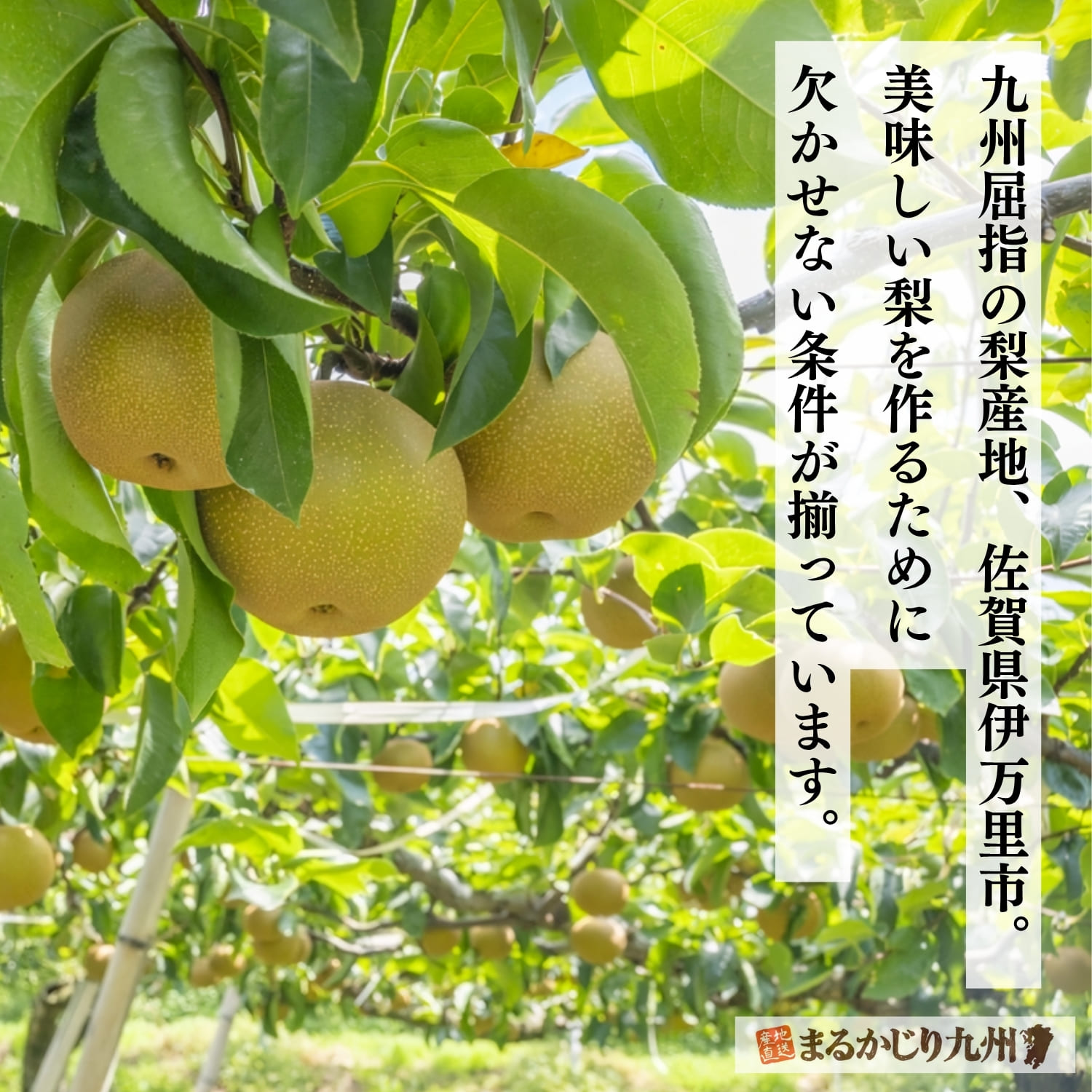 梨の名産地である佐賀県伊万里市の風景