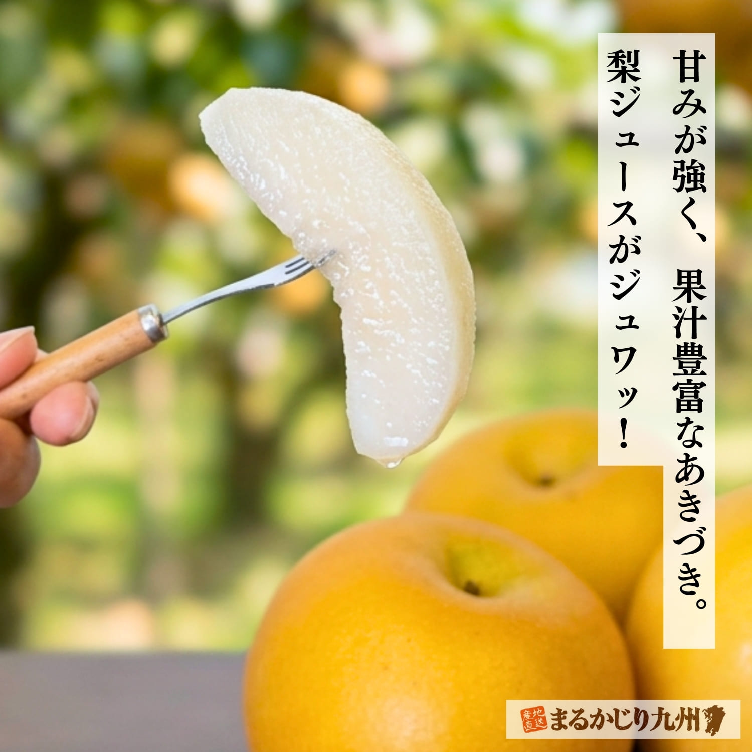 伊万里の農家が育てた、瑞々しく甘みのある梨「あきづき」