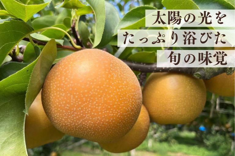数量限定!人気の高い伊万里地域の梨のあきづきがお得なお値段でお楽しみいただけます