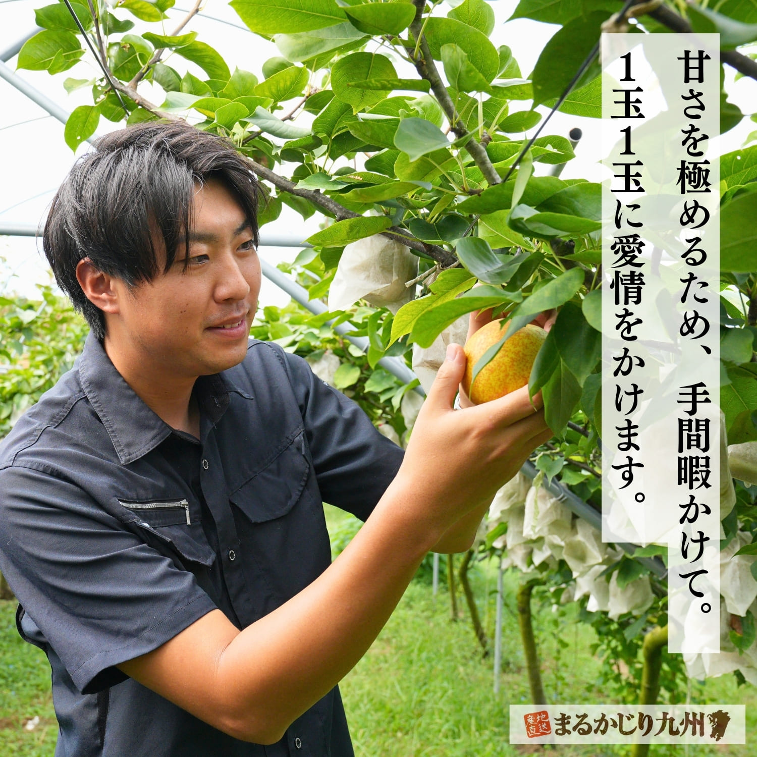 100年以上続く梨農園で甘太を育てる生産者。丁寧な手作業で一玉一玉に向き合う栽培風景。