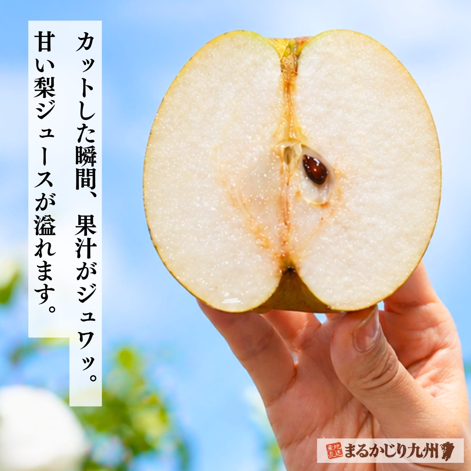 カットした瞬間に果汁があふれる甘太。みずみずしさが際立つジューシーな梨です。