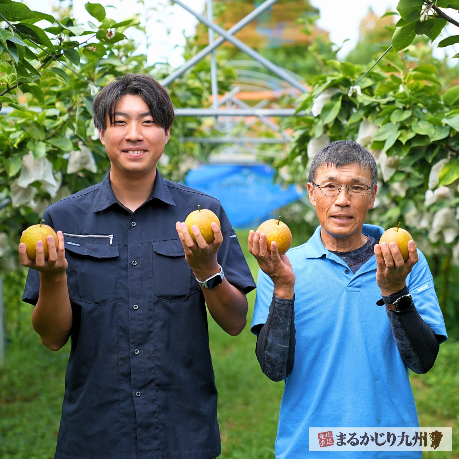 伊万里の蜜梨「甘太」を育てる丸尾さん親子。100年以上続く梨農園で丁寧に栽培される様子。