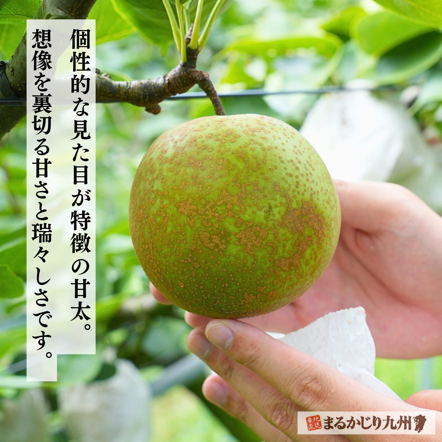 自然な色むらやまだら模様がある甘太の果皮。太陽を浴びて完熟した証です。