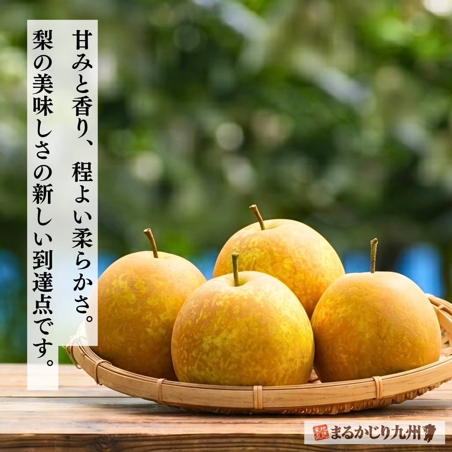 伊万里の豊かな自然環境で育った、甘み・香り・食感のバランスに優れた梨「甘太」