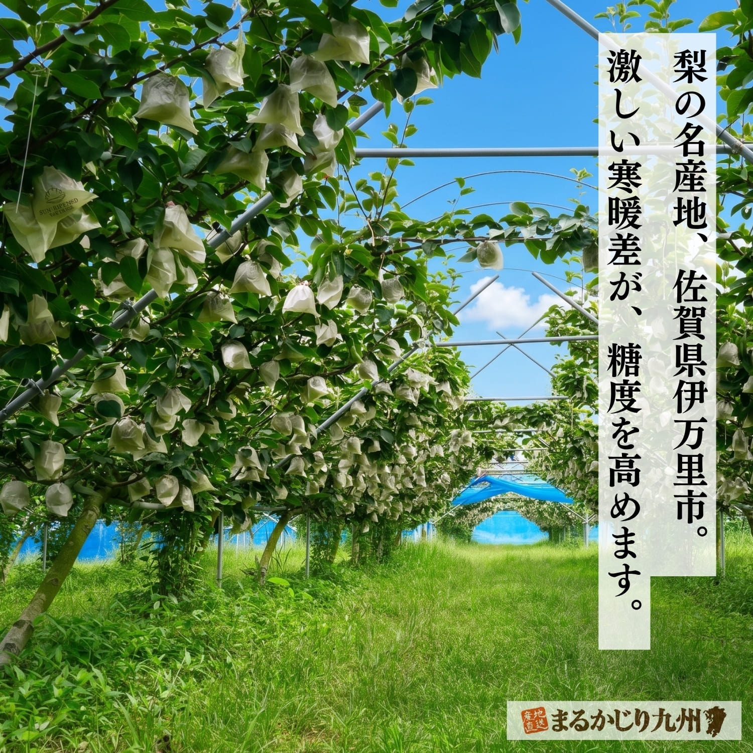 豊かな自然の中で、太陽の光を浴びてたわわに実る梨。寒暖差が甘みを引き出します。