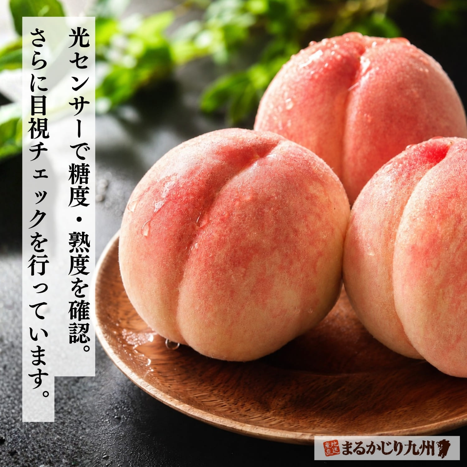 佐賀県産 伊万里の桃】ハウス栽培で育ったとろける食感の白桃 / まる