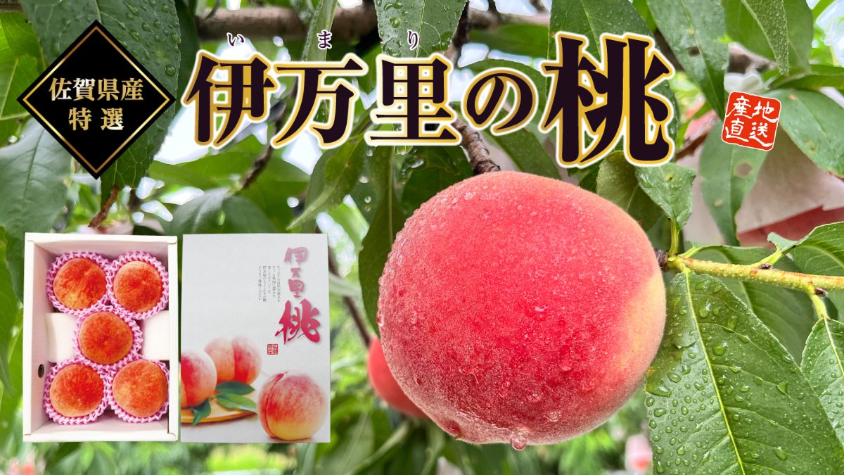 【佐賀県産 伊万里の桃】ハウス栽培で育ったとろける食感の白桃