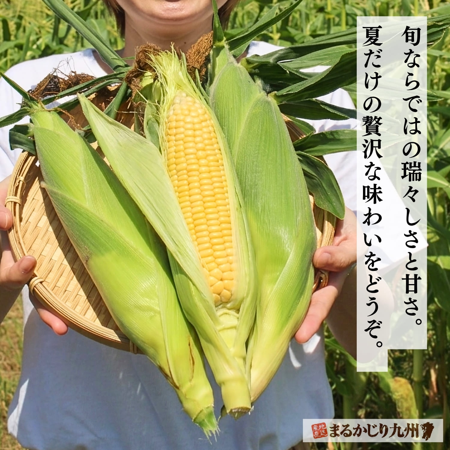 生の瑞々しさ、茹での鮮やかさ。三通りの美味しさが並ぶスイートコーン