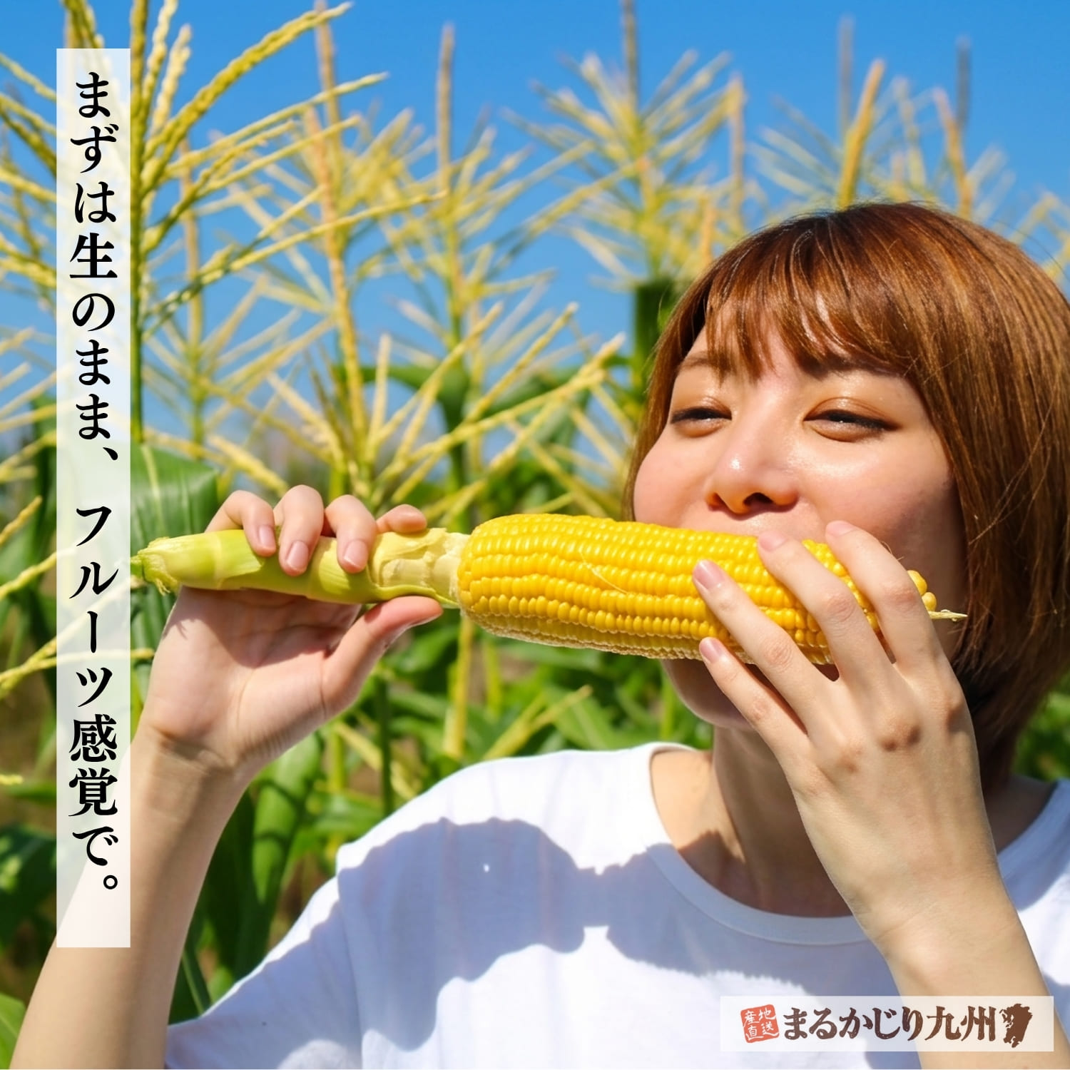 瑞々しい粒が並ぶ新鮮な糸島スイートコーン