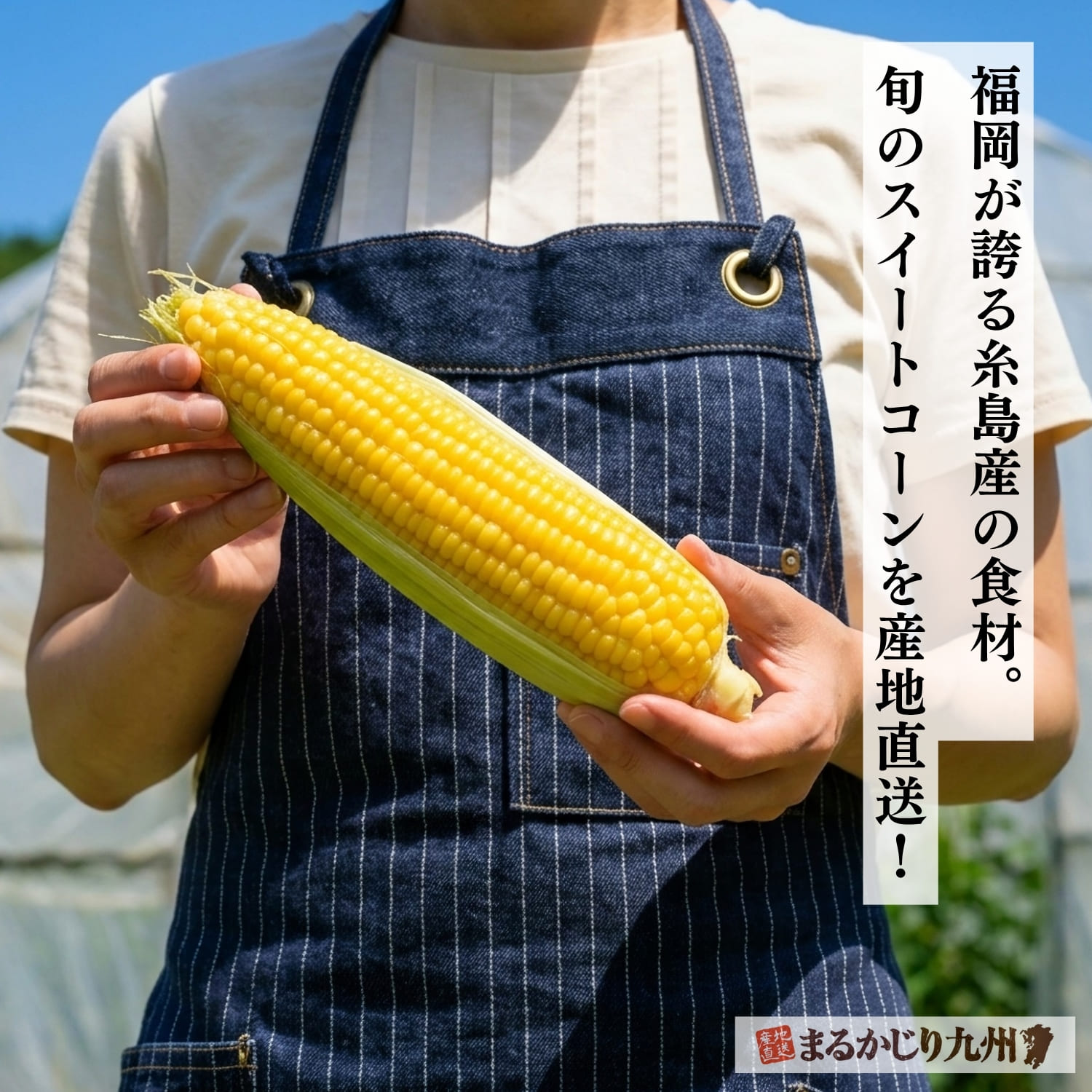 糸島市生まれのプレミアムなスイートコーン