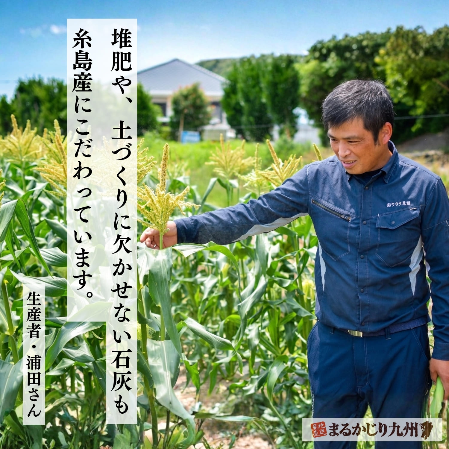 糸島スイートコーン生産者さんのこだわり