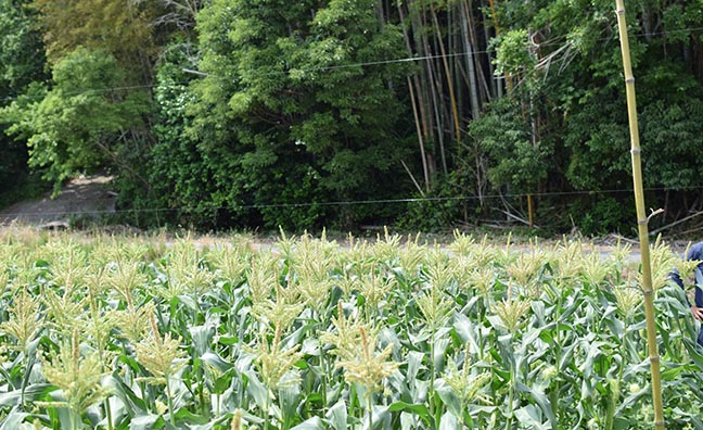 糸島の加布里地区にある農園ではとうもろこしが育っています。