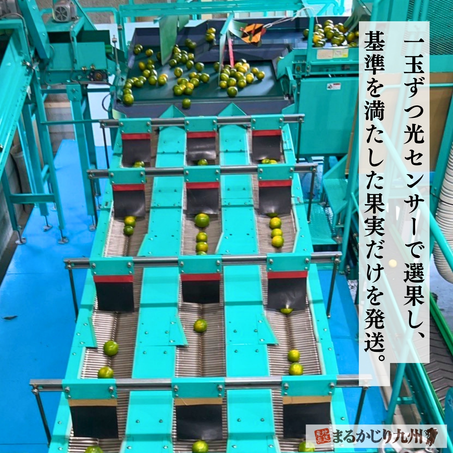 光センサーで糖度を測定する甘熟贅沢みかんの選果工程