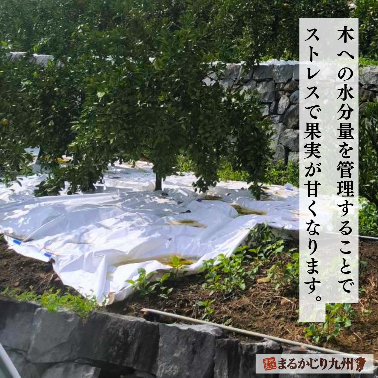 マルチシートを敷いた高糖度みかんの栽培園地