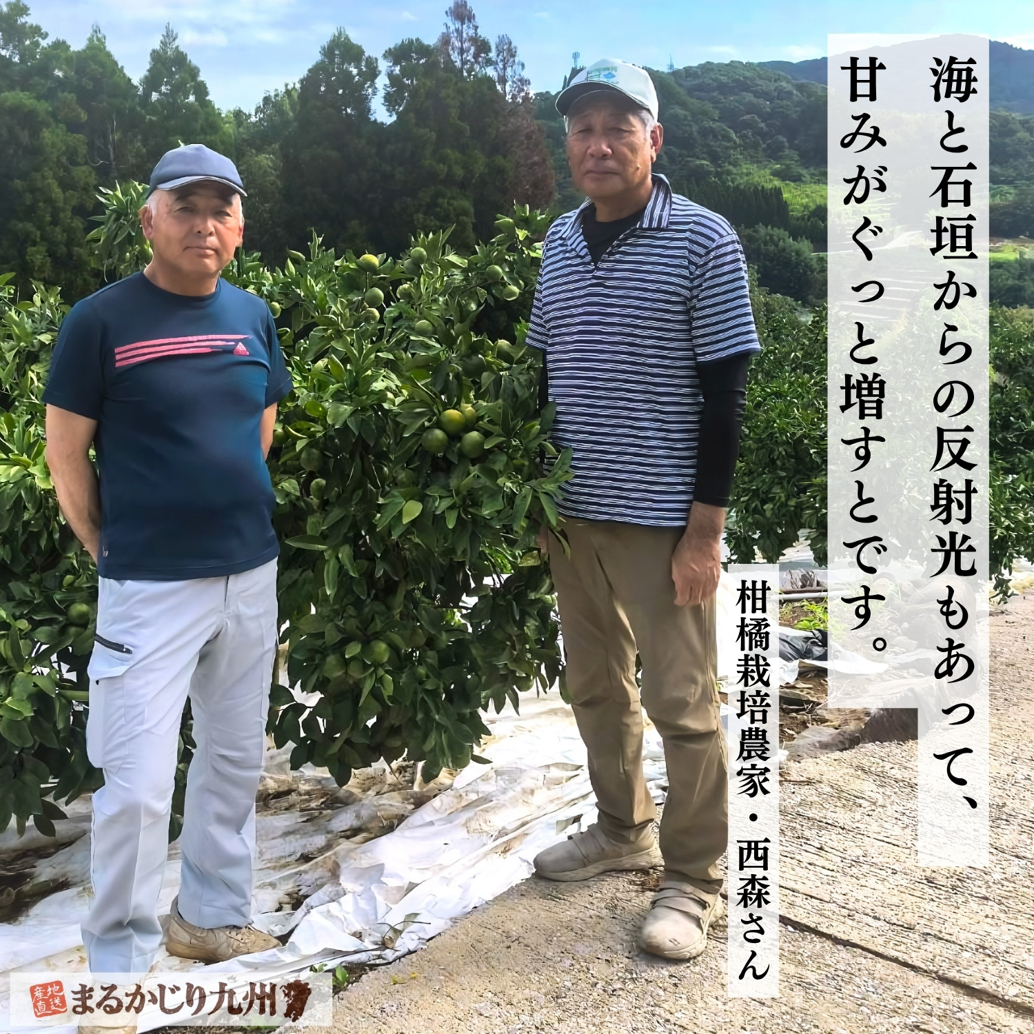 熊本県河内町で高糖度みかんを栽培する西森誇さん