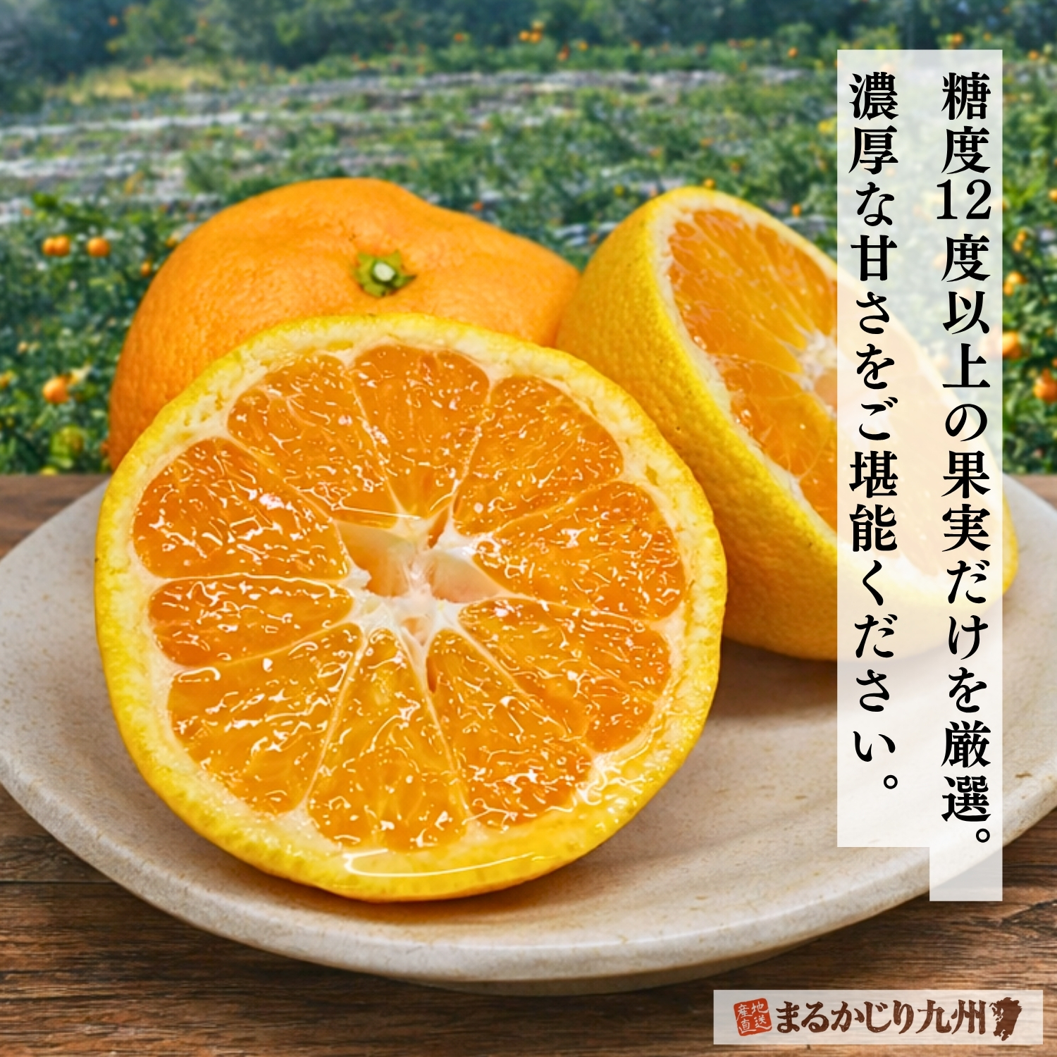 旬を迎えた甘熟贅沢みかん