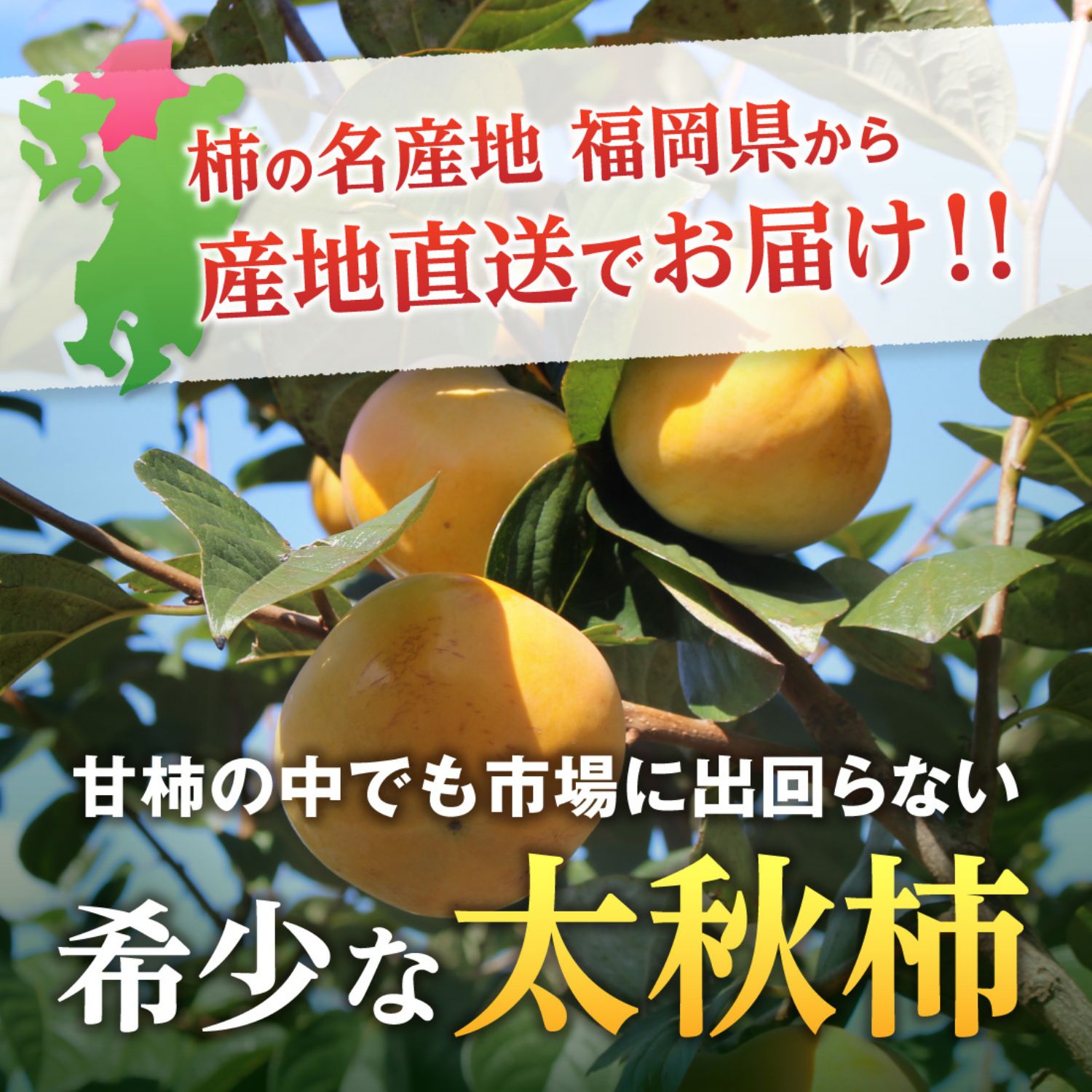 希少な太秋柿