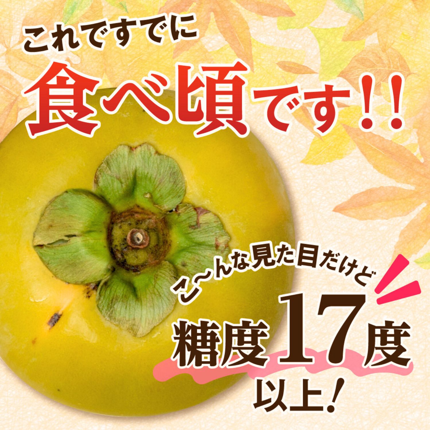 果皮が青い状態でも食べ頃の太秋柿