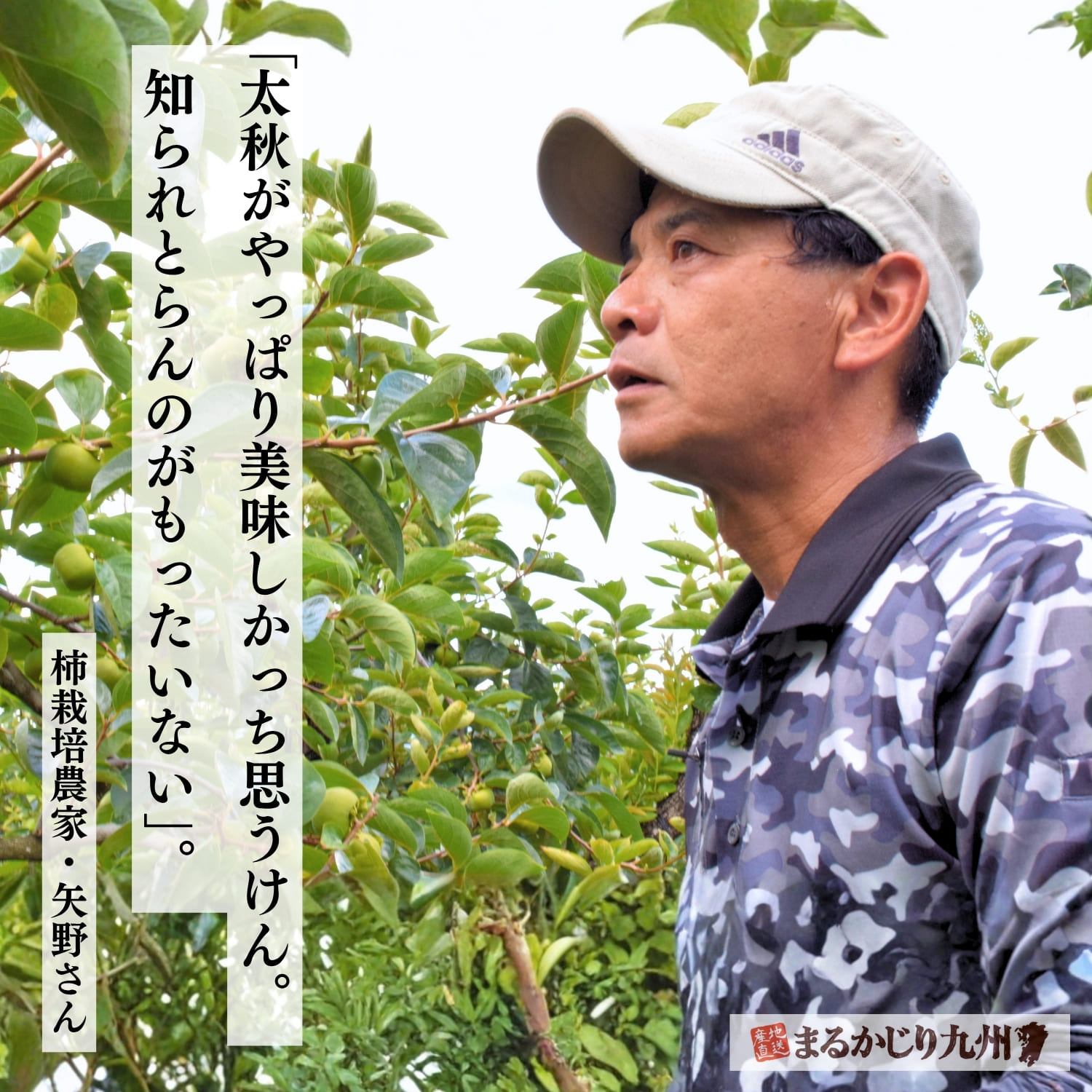 太秋柿について語る矢野さん