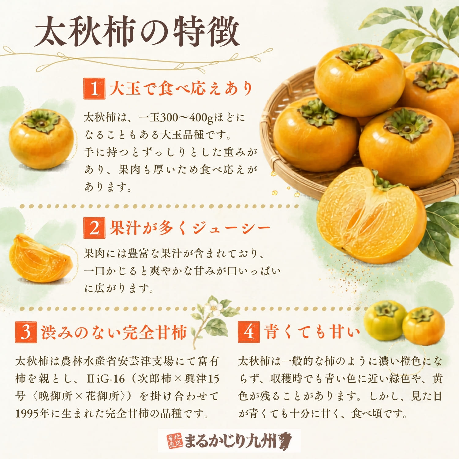 太秋柿と一般的な甘柿の違いを比較したイメージ