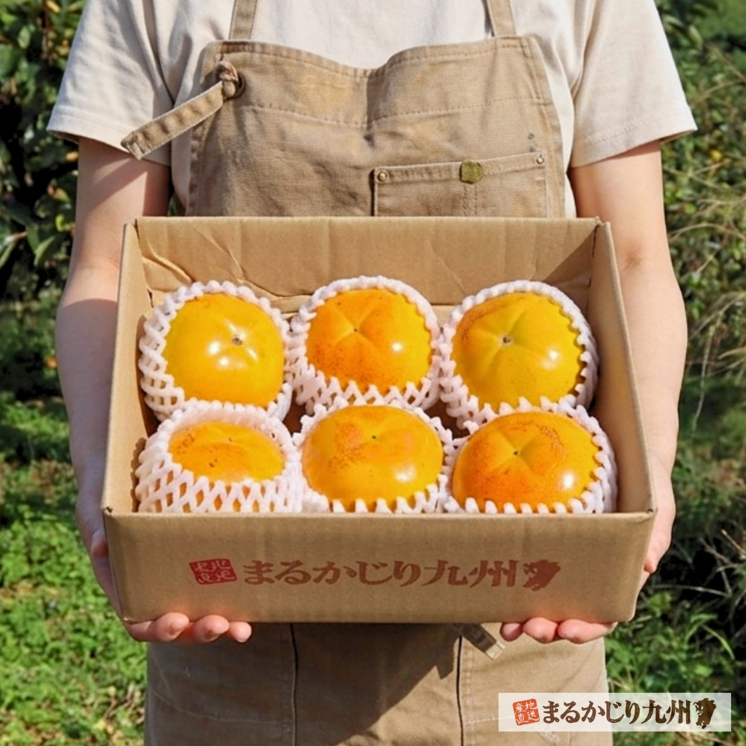 旬を迎えた太秋柿