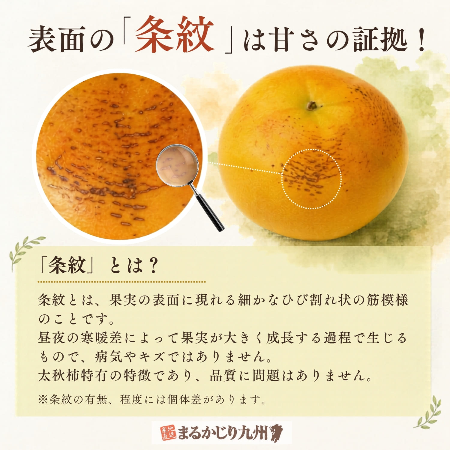 太秋柿に現れる条紋の様子