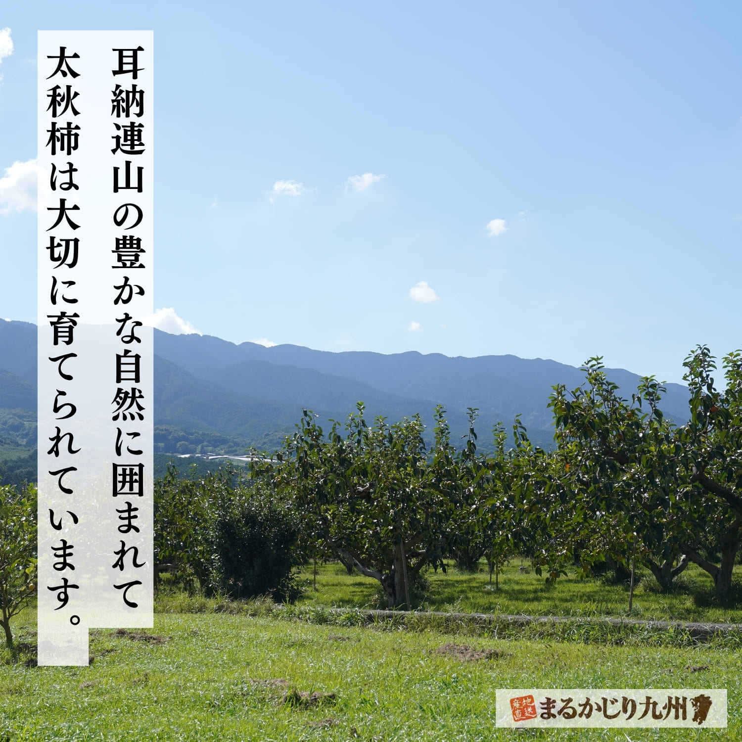 福岡県の太秋柿農園