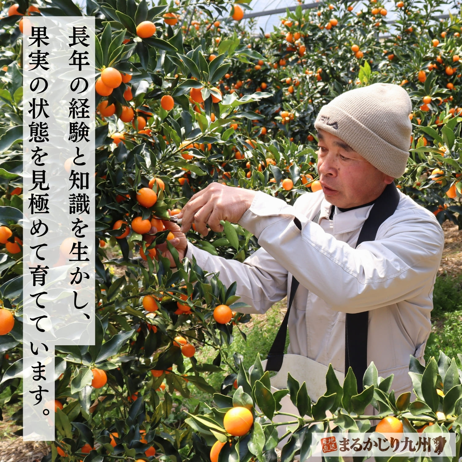 宮崎県日南市で樹上完熟きんかんを栽培する後藤さん