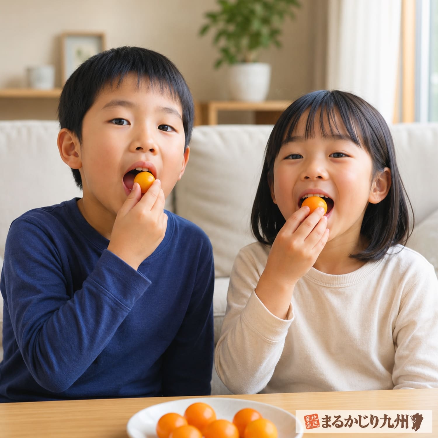 樹上完熟きんかんを美味しそうに食べる日本人の小学生の姉弟