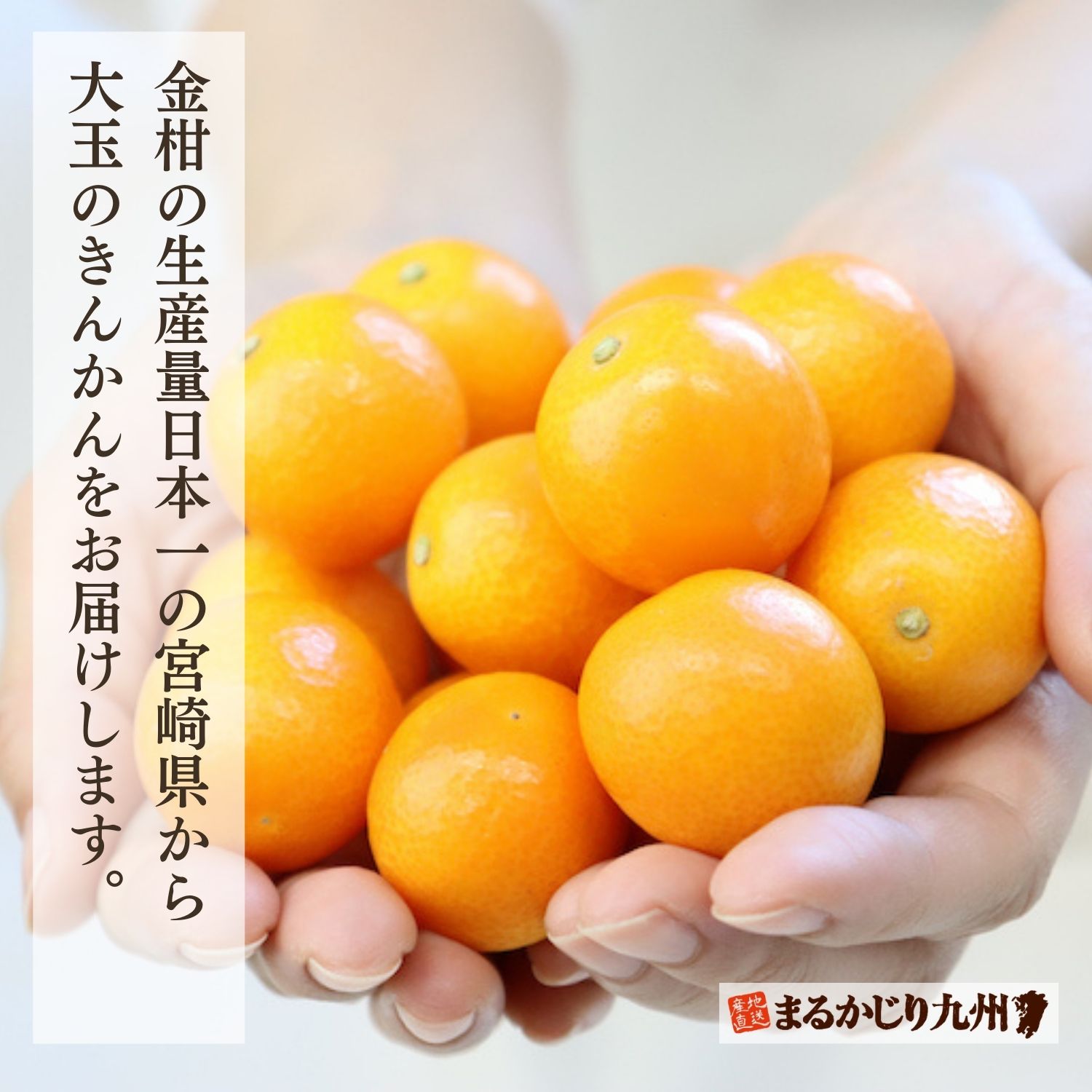 金柑の生産量No.1の宮崎県から産地直送でお届けいたしします。