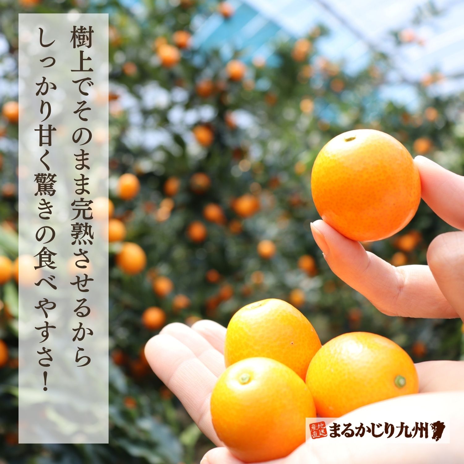 樹勢を背丈ほどの高さに揃えた金柑の枝を、たわわに実がなっても折れたりしないよう紐で吊るし、完熟状態まで樹上を維持します。