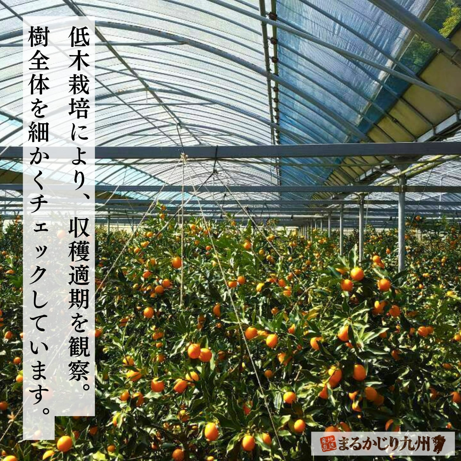 低木栽培で管理された樹上完熟きんかんの果樹園