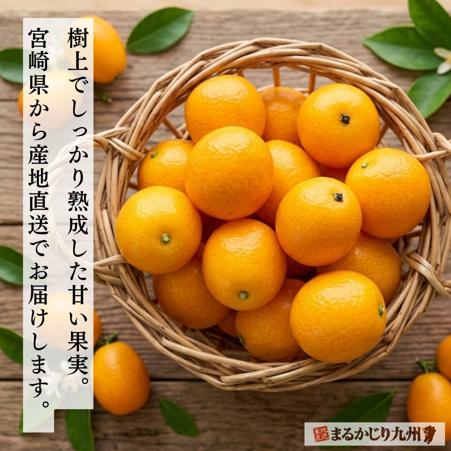 宮崎県産樹上完熟きんかんうめっちゃがを産地直送