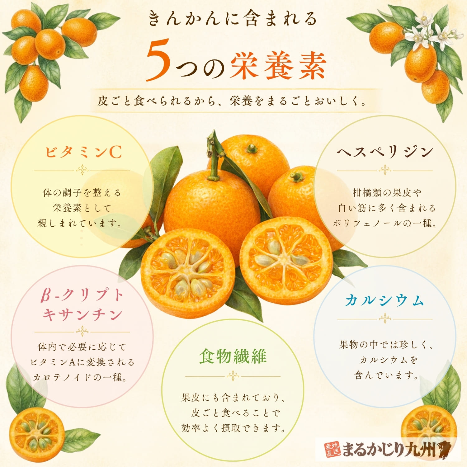 樹上完熟きんかんに含まれる栄養素を紹介したインフォグラフィック